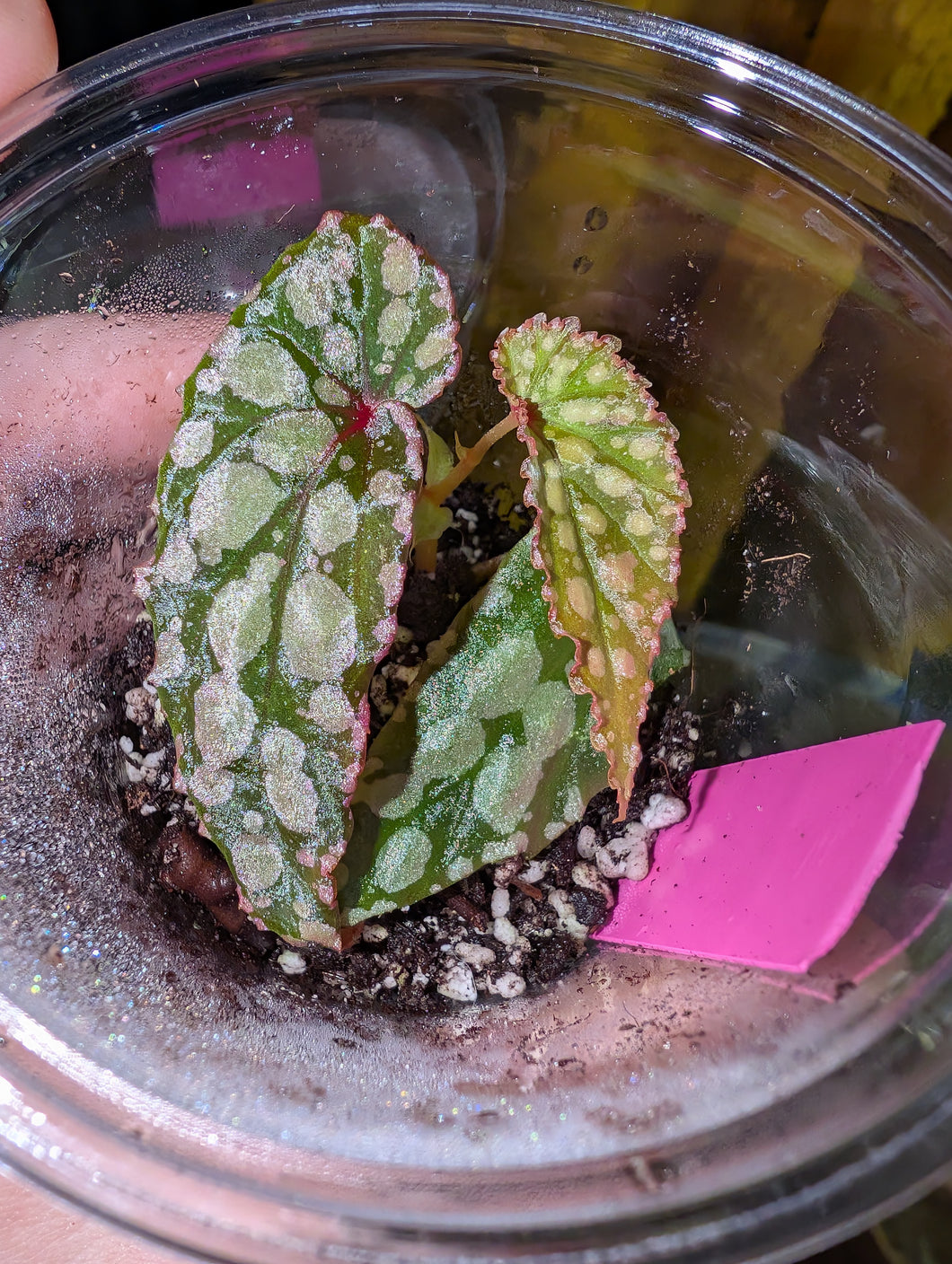 Begonia amphioxus x chlorosticta green