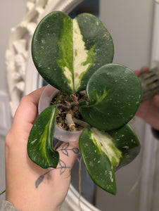 Hoya obovata variegated