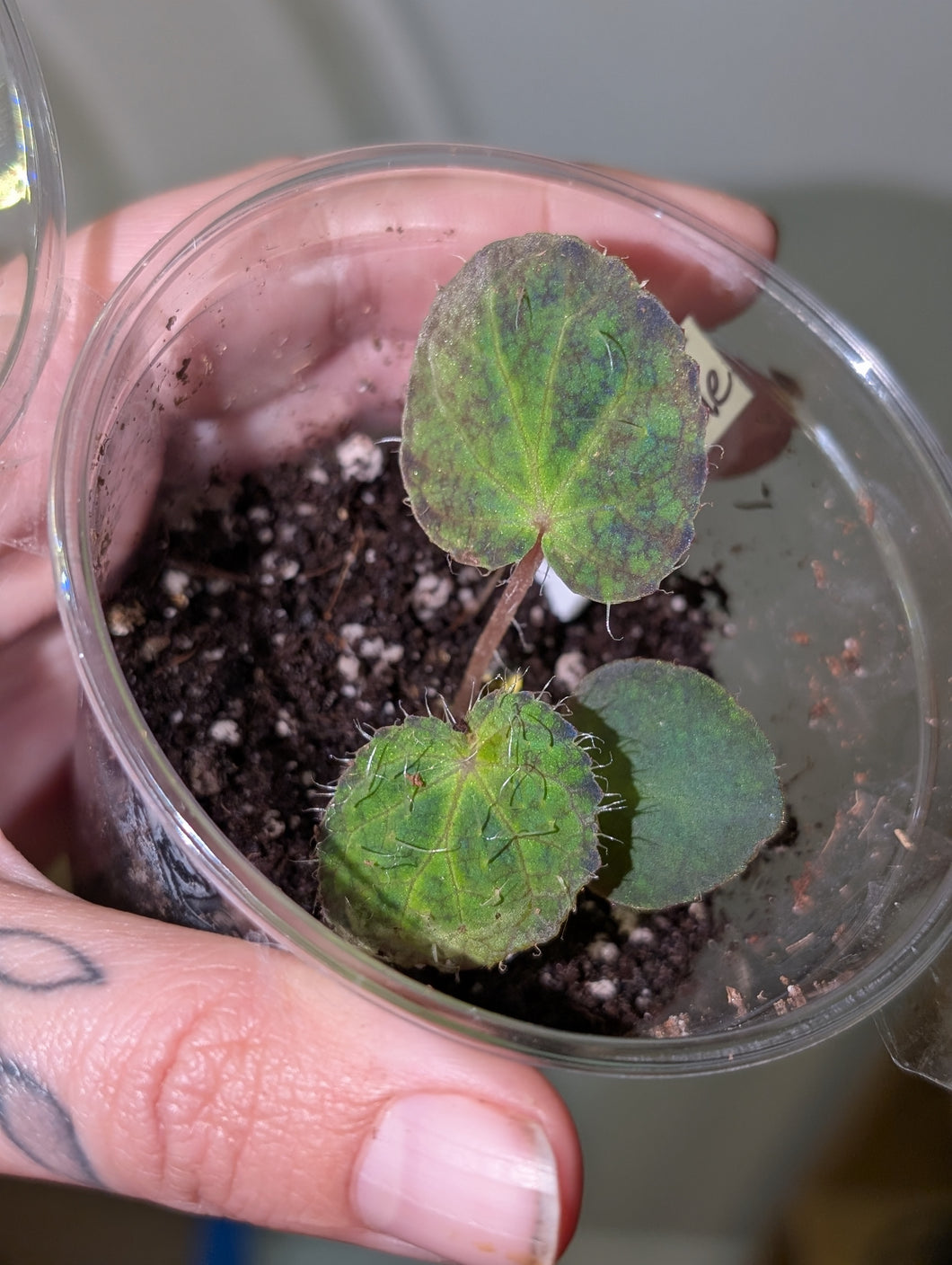 Begonia seizemore