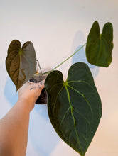 Load image into Gallery viewer, Anthurium forgettii x bvep
