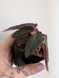 Begonia withlacoouchie
