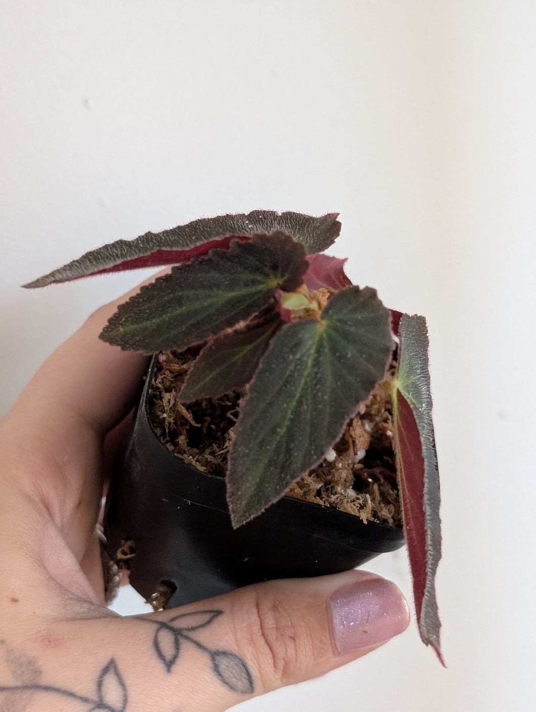 Begonia withlacoouchie