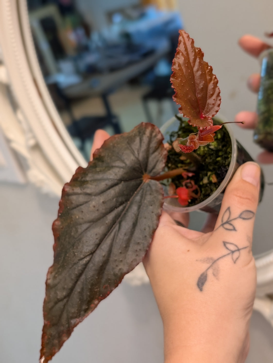 Begonia black magic