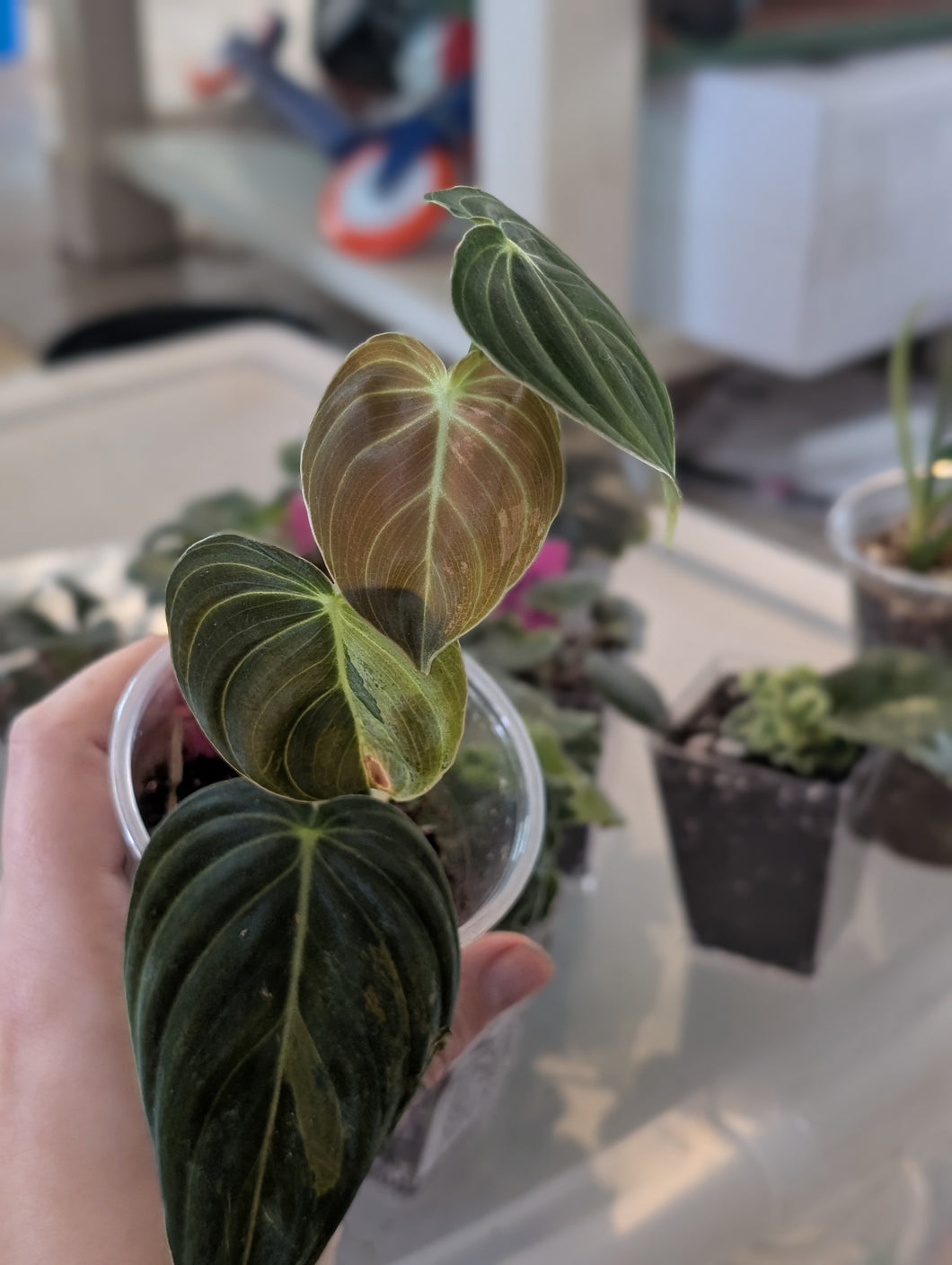 Melanochrysum variegated