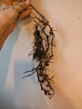 Load image into Gallery viewer, Tezula Aos dark form bottom cut
2 growth points
Lots of roots
