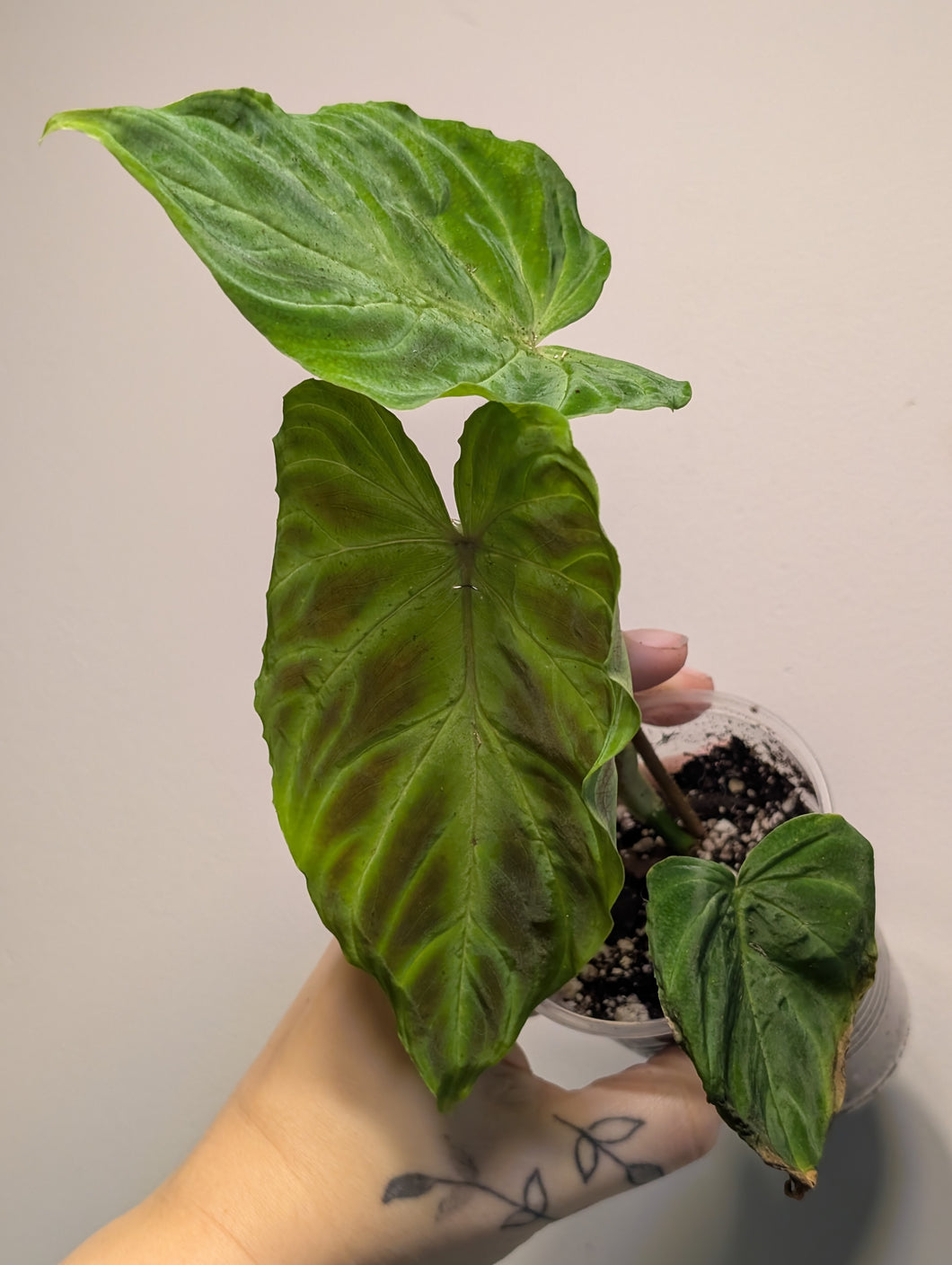 Philodendron verrucosum