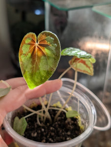 Begonia dinhdui