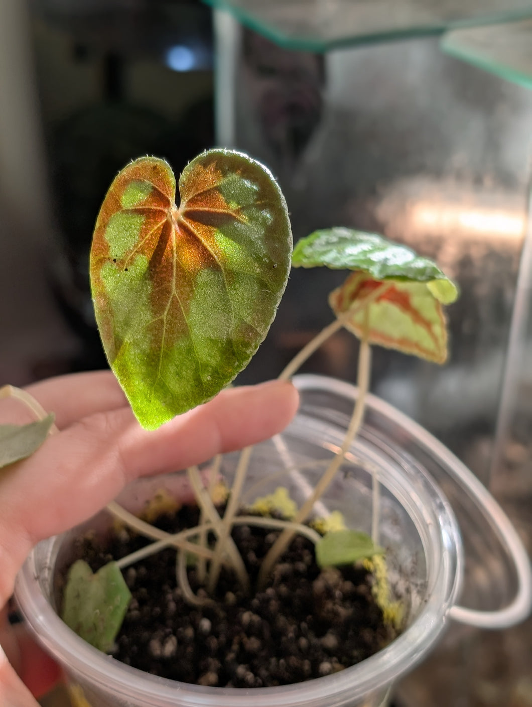 Begonia dinhdui