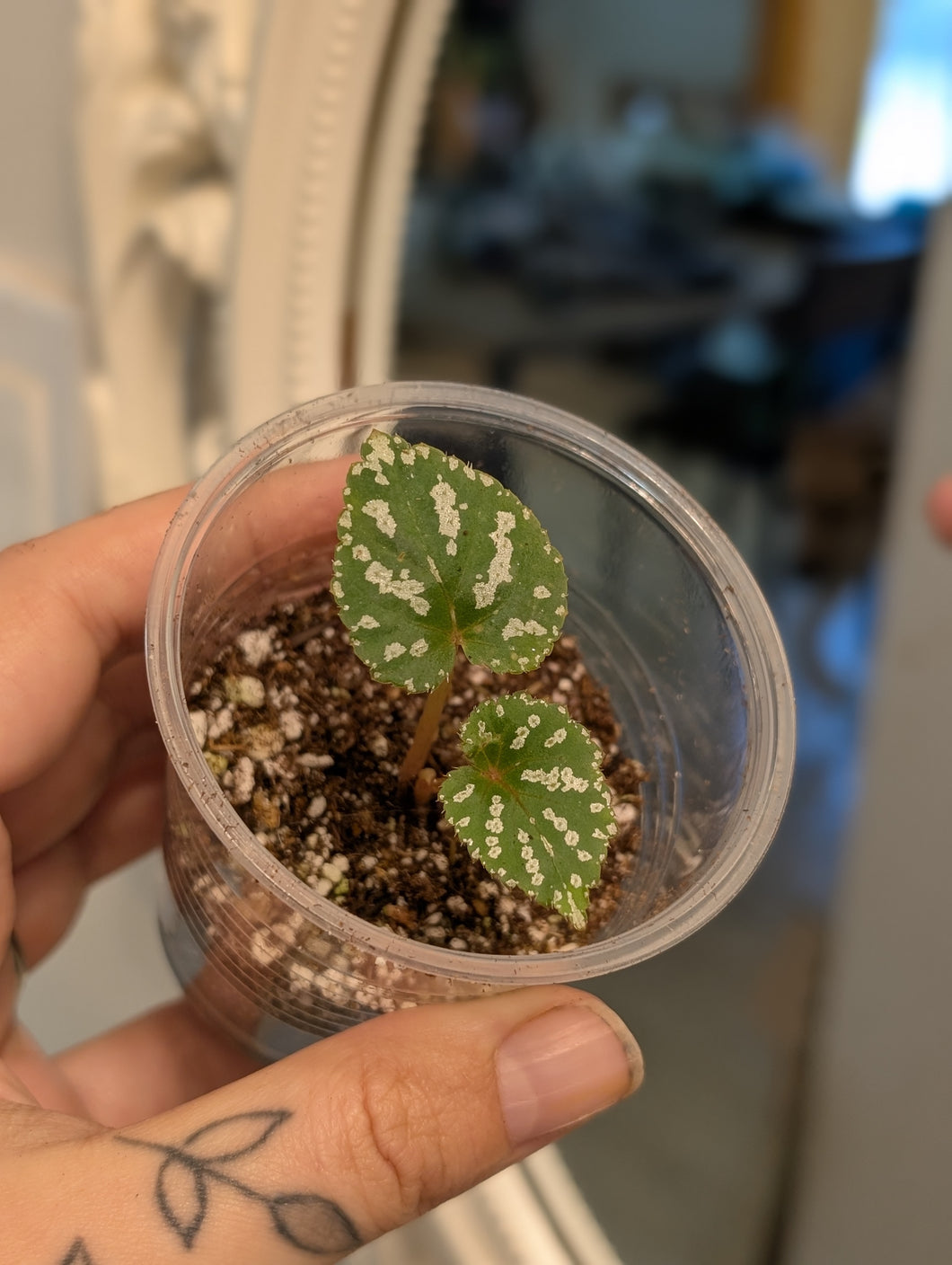 Begonia sp konmei u681