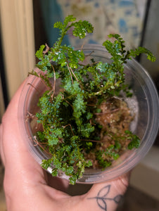 Sellaginella willdenowii