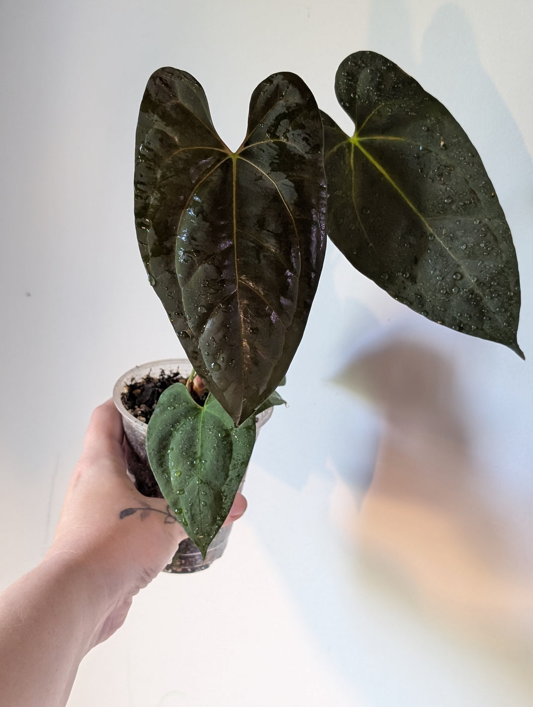 Anthurium galaxy f1