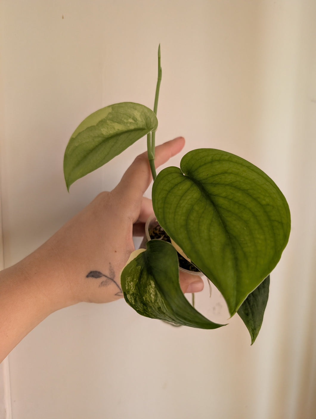 Scindapsus jade satin variegated