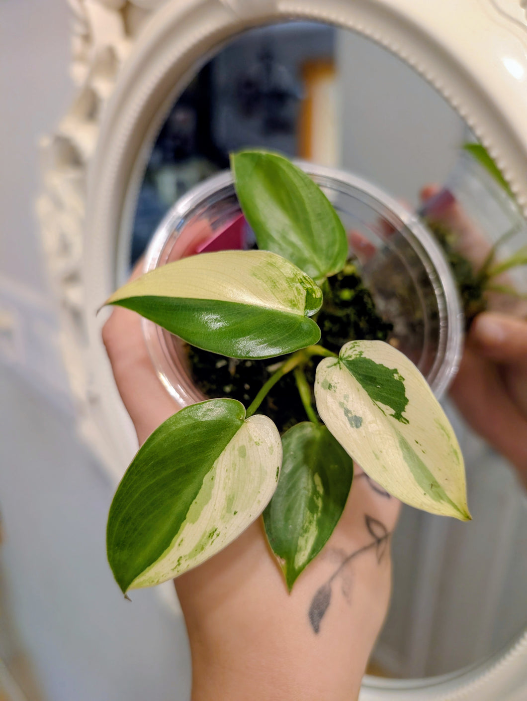 Philodendron ilsemanii not Tc