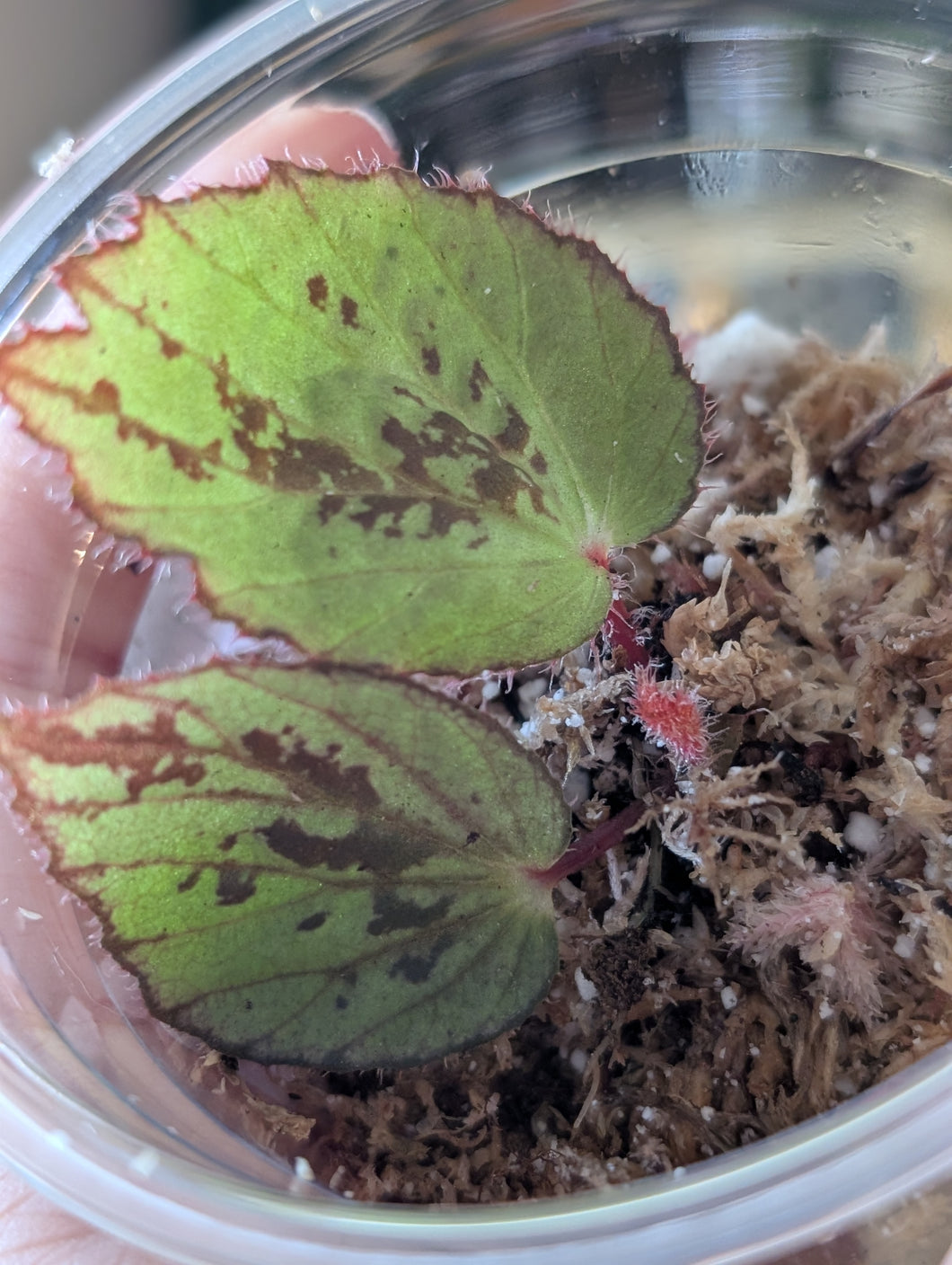 Begonia aketajawensis