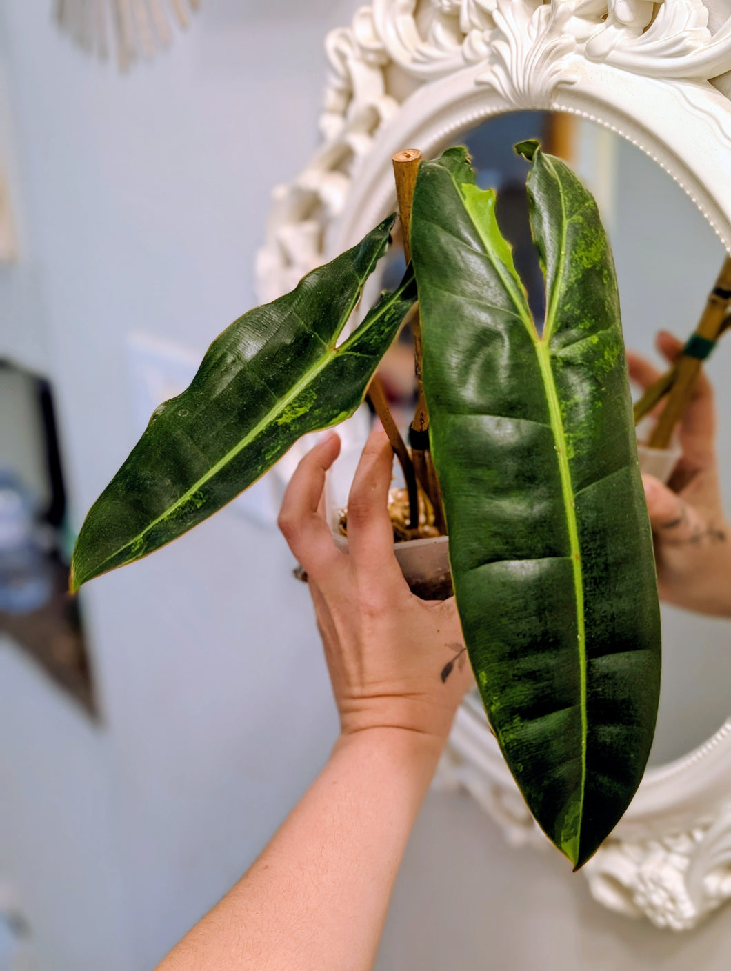 billietiae variegated