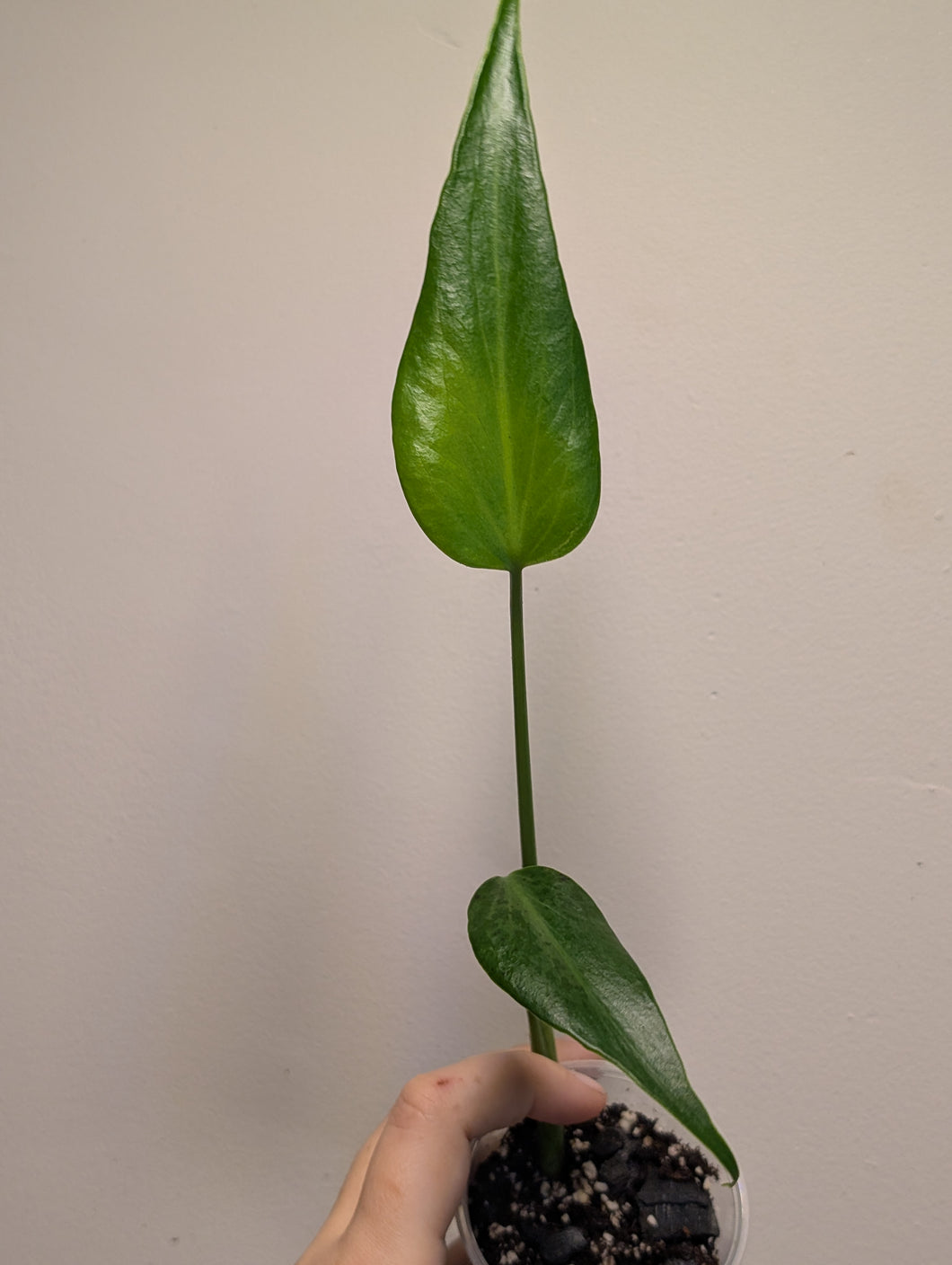 Monstera burle Marx flame