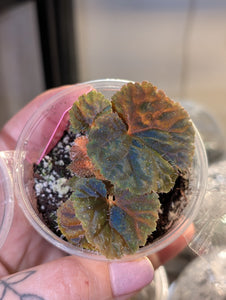 Begonia lugonis