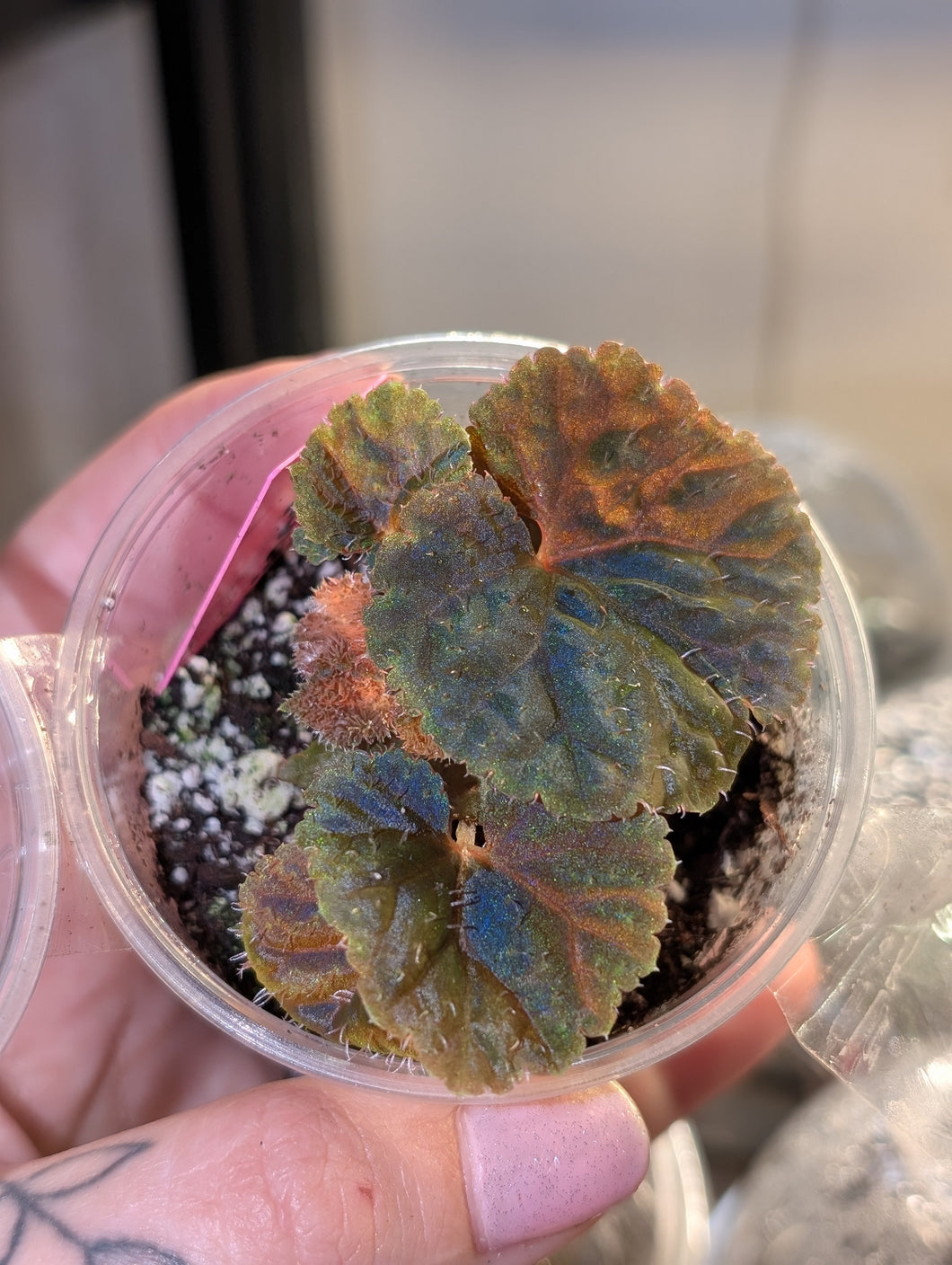 Begonia lugonis