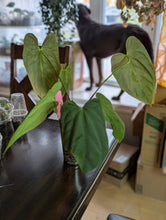 Load image into Gallery viewer, Anthurium FS x blue pap
