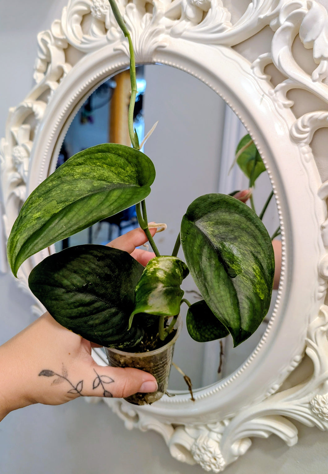 Scindapsus jade satin variegated