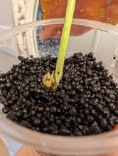 Load image into Gallery viewer, Begonia maculata pink variegated bottom cut
