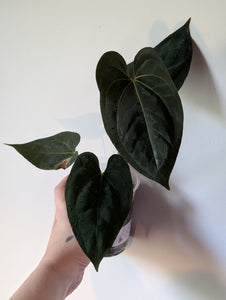 Anthurium galaxy f1