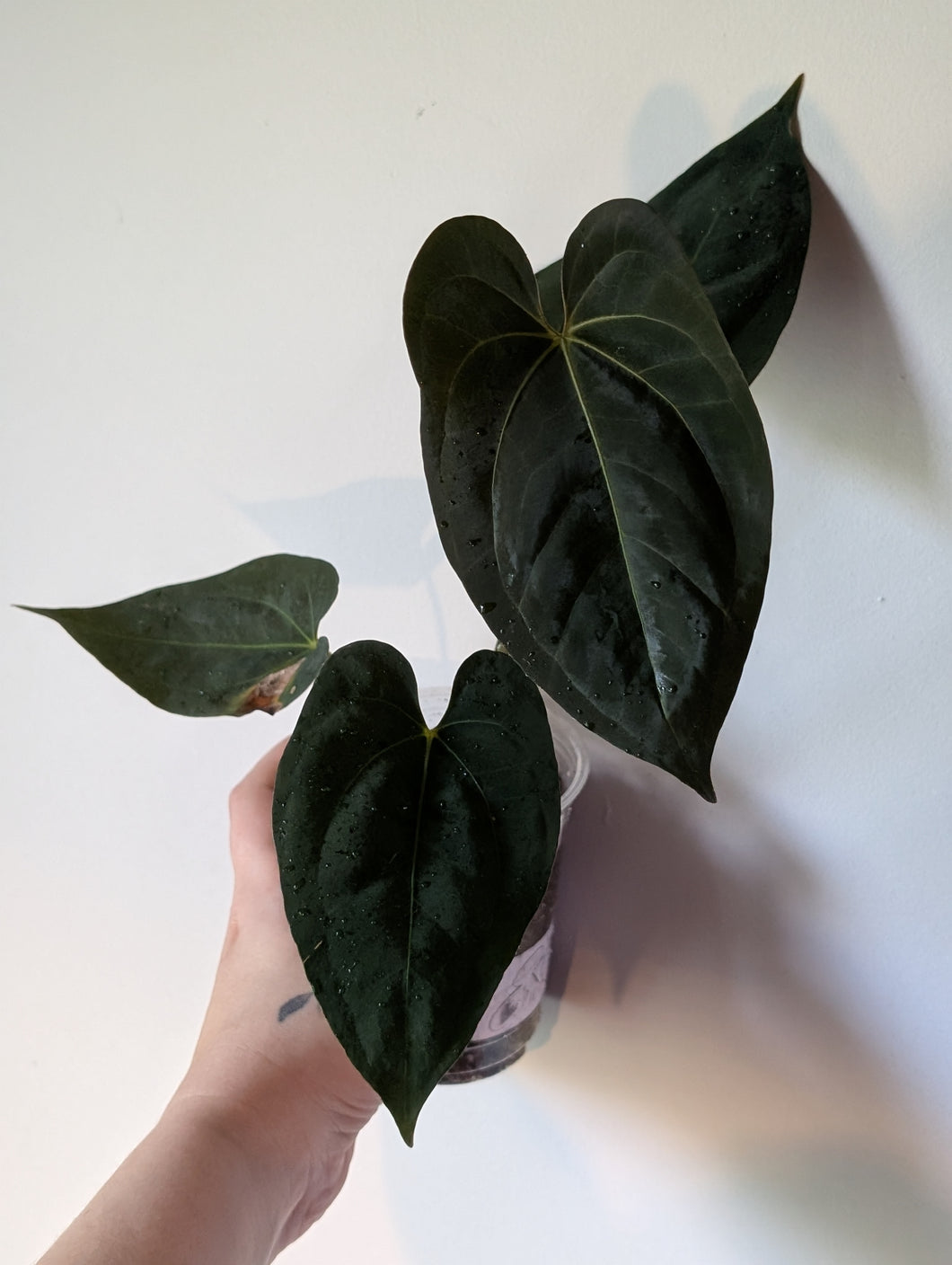 Anthurium galaxy f1