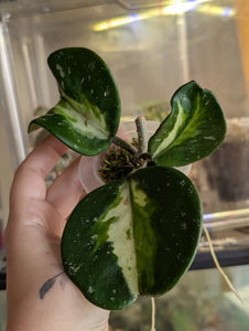 Hoya obovata variegated