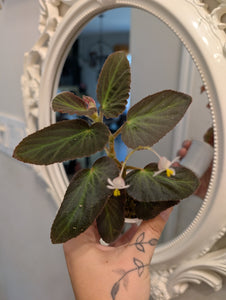 Begonia withlacoouchie