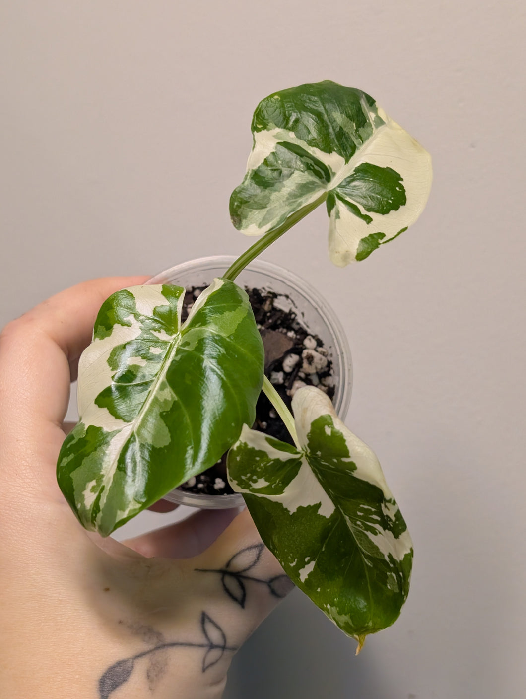 Alocasia macro camouflage