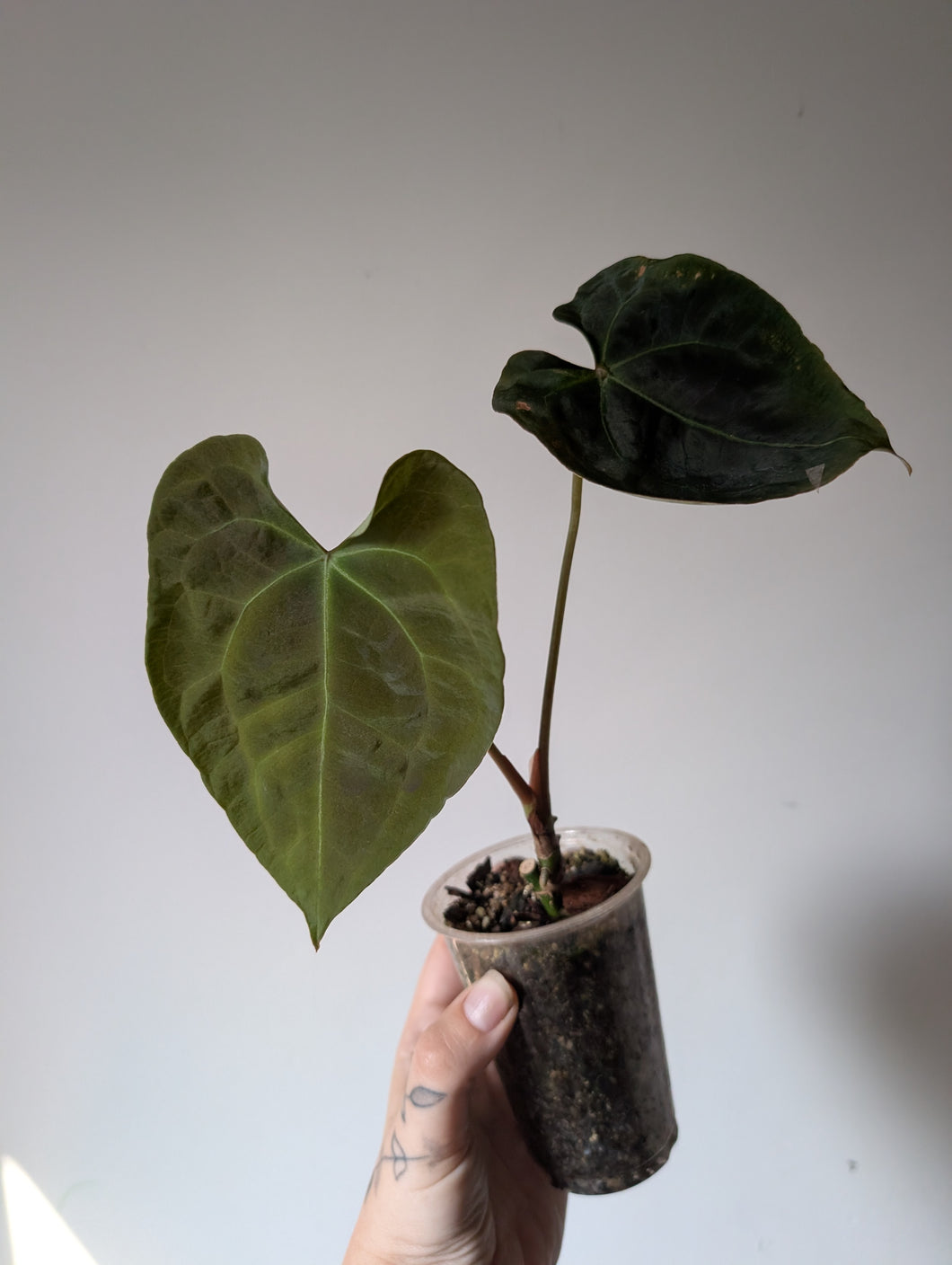 Anthurium Bess aff x forgettii