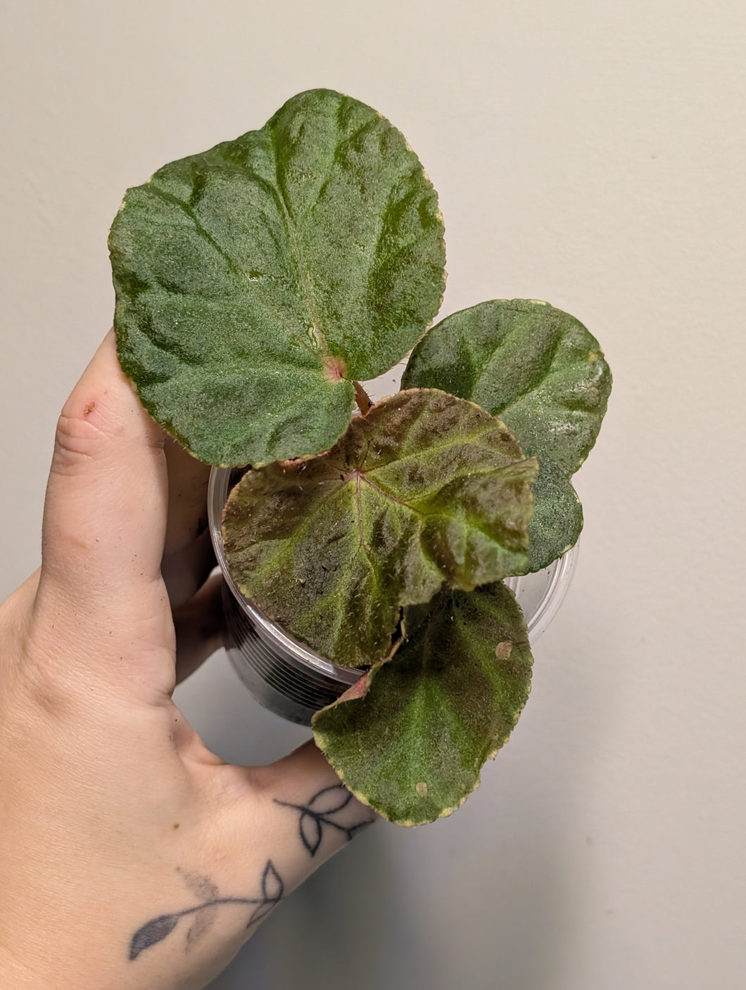 Begonia midnight sun