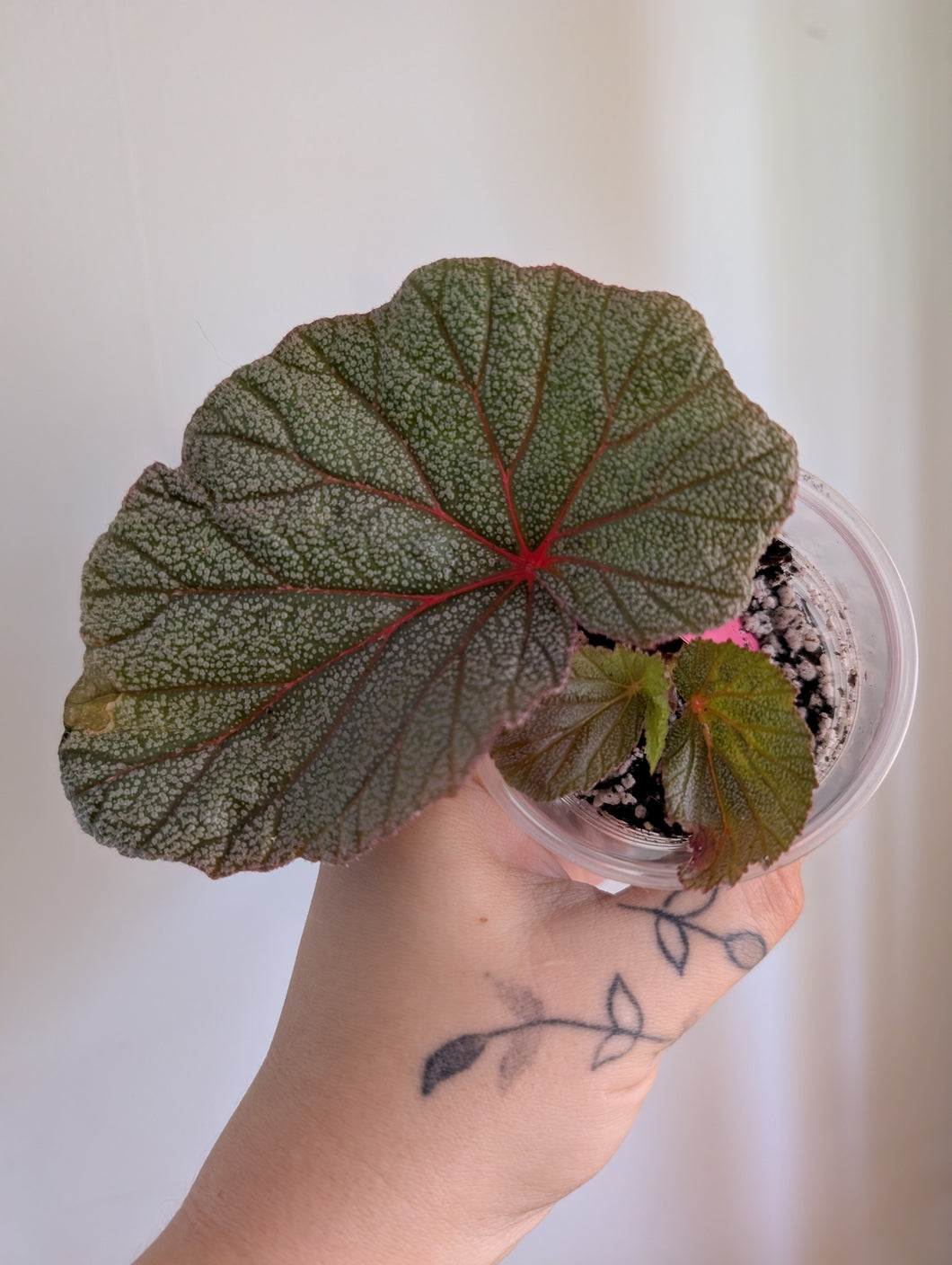 Begonia sinbad