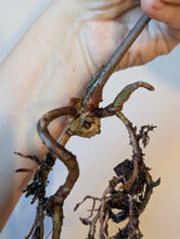 Load image into Gallery viewer, Tezula Aos dark form bottom cut
2 growth points
Lots of roots

